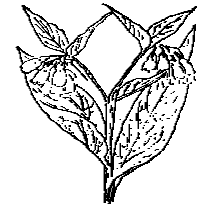 Comfrey