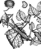 Datura