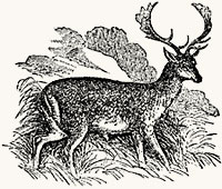 Deer