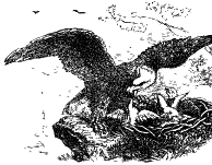 Eagle