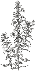 Foxglove