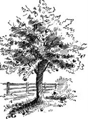 Faerie Tree
