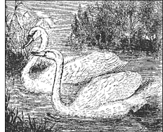 geese