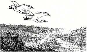 geese