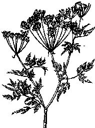 Poison Hemlock