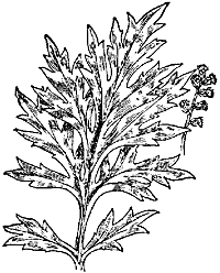 Mugwort