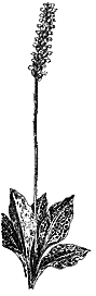 Plantain