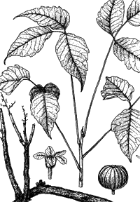 Poison Oak_Ivy