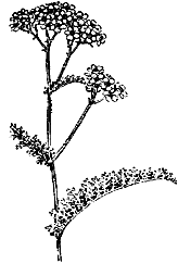 Yarrow